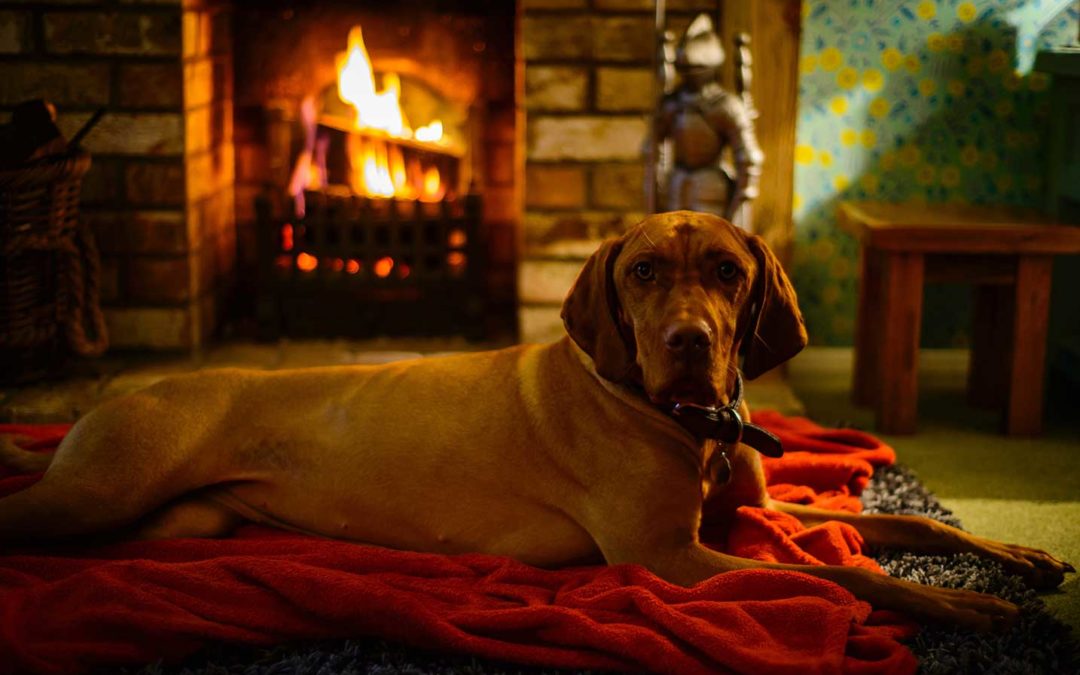 Heating and Cooling Tips for Pet Owners
